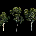 Three Trees with Green Leaves and Light Colored Trunks Standing on Black Background 3d model
