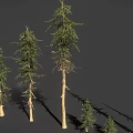 Various Types of Trees with Different Heights and Natural Growth Characteristics