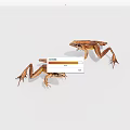 Two Small Brown Frogs With Extended Legs On White Background