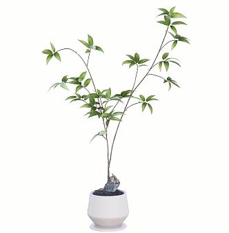 Bonsai Green Plant 3d model