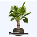 Decorative Potted Bonsai Palm Plant with Broad Green Leaves in Dark Ceramic Pot