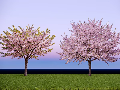 Two Beautiful Arbor Trees With Pink Blossoms Against Blue Sky And Green Grass 3d model