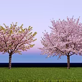 Two Beautiful Arbor Trees With Pink Blossoms Against Blue Sky And Green Grass