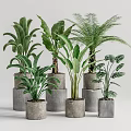 Modern Leafy Potted Plants in Gray Concrete Pots for Indoor Decoration