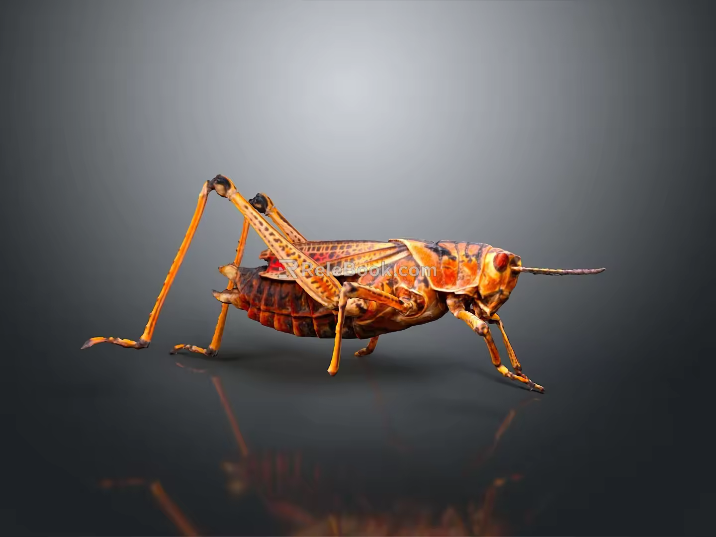 grasshopper insect cartoon locust animation locust anime locust anime game character 3d model