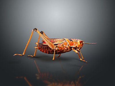 grasshopper insect cartoon locust animation locust anime locust anime game character model