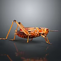 grasshopper insect cartoon locust animation locust anime locust anime game character 3d model