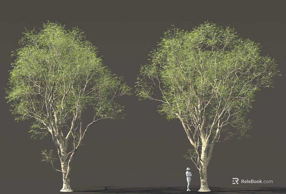 Two Tall Leafy Trees With Green Foliage And Person Standing Nearby 3d model 