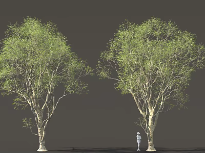 Two Tall Leafy Trees With Green Foliage And Person Standing Nearby 3d model