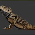 Iguana With Orange And Black Stripes Frilled Neck Sharp Claws And Long Tail