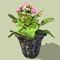 Beautiful Potted Plant With Pink Flowers And Green Leaves In Black Woven Pot