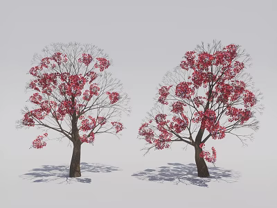 Two Beautiful Red Blossom Trees Against Gray Background With Ground Shadows 3d model