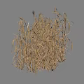 Withered Dry Grass Bunch With Natural Stems And Golden Texture 3d model