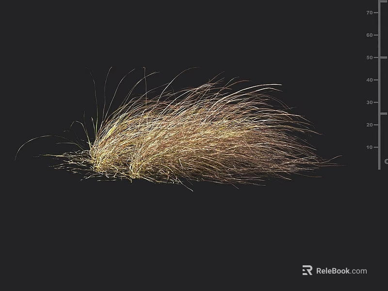 Light Brown And Golden Ornamental Grass With Fluffy Slender Leaves On Black Background 3d model 