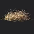 Light Brown And Golden Ornamental Grass With Fluffy Slender Leaves On Black Background