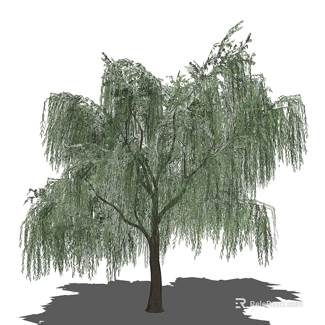 Willow Tree with Graceful Hanging Branches and Lush Green Foliage in Garden 3d model 