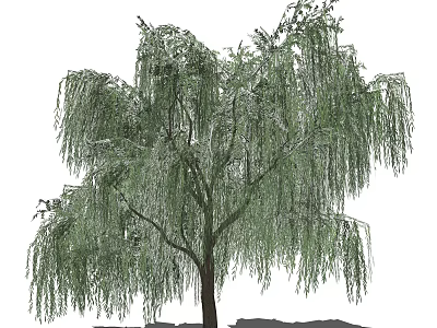 Willow Tree with Graceful Hanging Branches and Lush Green Foliage in Garden 3d model