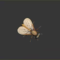 Realistic 3D Fly Model with Orange Body Transparent Wings and Large Eyes