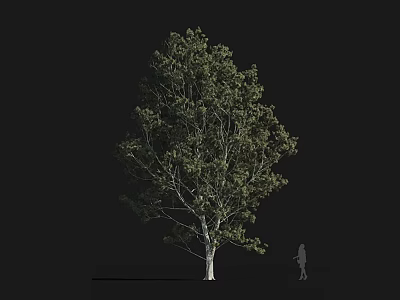 Tall Tree With Lush Green Foliage And Slender Trunk Against Dark Background With Human Figure 3d model
