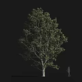 Tall Tree With Lush Green Foliage And Slender Trunk Against Dark Background With Human Figure