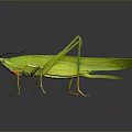 Green Grasshopper In Natural Pose With Detailed Body Long Antennae And Shiny Surface