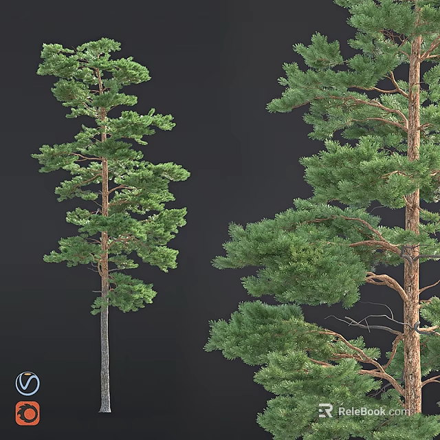 Decorative Garden Pine Trees With Tall Trunks And Lush Green Foliage 3d model 