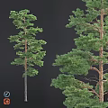 Decorative Garden Pine Trees With Tall Trunks And Lush Green Foliage