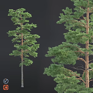 Modern gardening sketch pine spruce 3d model