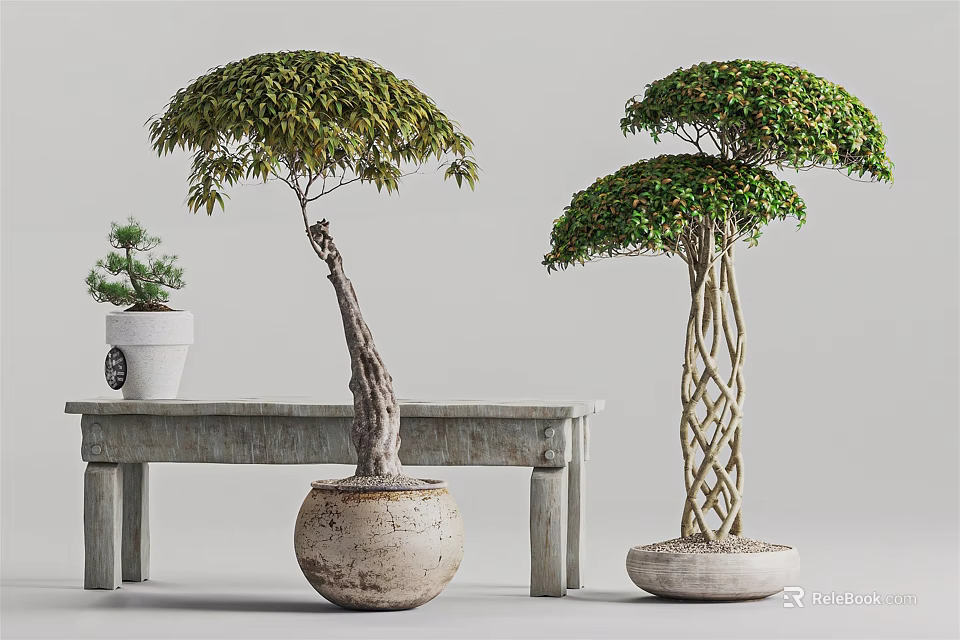 Bonsai Trees with Curved and Braided Trunks in Ceramic Pots on Wooden Bench 3d model 