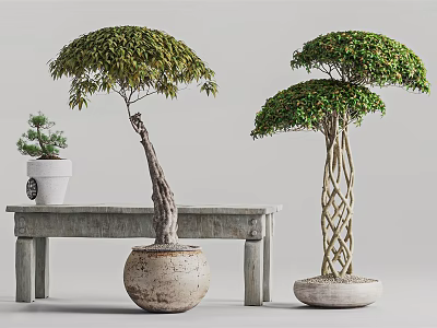 Bonsai Trees with Curved and Braided Trunks in Ceramic Pots on Wooden Bench 3d model