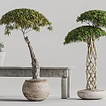Bonsai Trees with Curved and Braided Trunks in Ceramic Pots on Wooden Bench