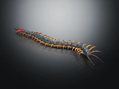Giant Centipede With Black And Yellow Striped Body Red Head On Dark Shiny Surface 3d model
