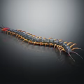 Giant Centipede With Black And Yellow Striped Body Red Head On Dark Shiny Surface