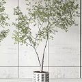 Indoor Bonsai Plants In White Patterned Pots By Bright Window With White Wall 3d model