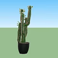 Tall Green Cactus Bonsai Potted Plant in Black Pot for Indoor Decoration