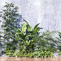 Various Green Plants Arrangement Against Gray Wall With Wooden Floor And Pebbles