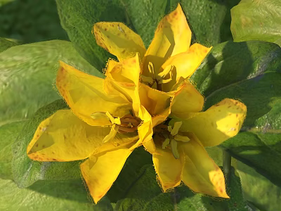 Vibrant Yellow Flower Blooming With Fresh Green Leaves In Natural Setting 3d model