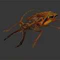 Orange and Black Striped Beetle With Long Antennae Large Mandibles and Distinctive Exoskeleton