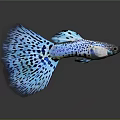 Vibrant Blue Spotted Guppy Fish With Striking Fins In Black Background