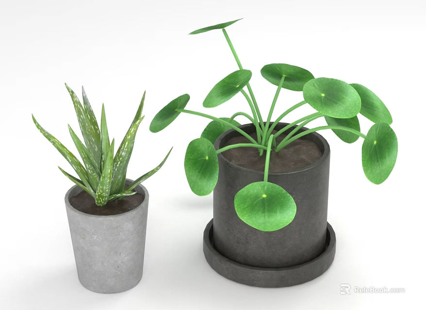 Green Potted Plants Aloe Vera And Chinese Money Plant In Gray Concrete And Black Pots 3d model 