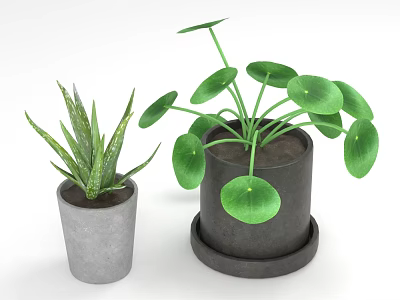 Green Potted Plants Aloe Vera And Chinese Money Plant In Gray Concrete And Black Pots 3d model