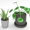 Green Potted Plants Aloe Vera And Chinese Money Plant In Gray Concrete And Black Pots