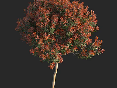 Vibrant Shrub With Red And Green Foliage And Light Brown Trunk Against Black Background 3d model