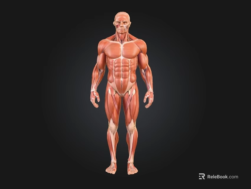 Human Muscular System Anatomical 3D Model Displaying Structure Details 3d model 