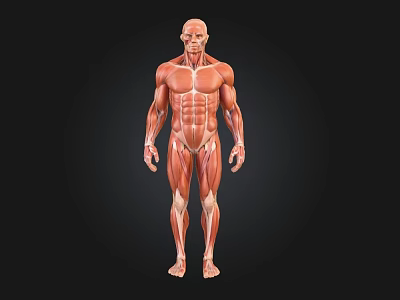Human Muscular System Anatomical 3D Model Displaying Structure Details 3d model