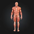 Human Muscular System Anatomical 3D Model Displaying Structure Details 3d model