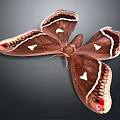 Brown Butterfly With White Spots Black Stripes And Red Eye Like Patterns On Wings