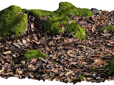 Stone And Wood Surface Covered With Green Moss And Dry Leaves 3d model