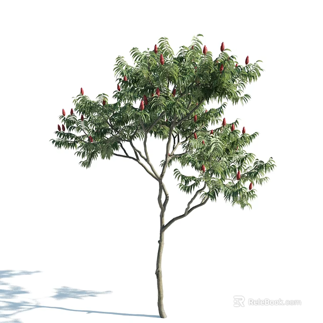 Tall Deciduous Tree With Lush Green Leaves And Red Blossoms In Natural Habitat 3d model 