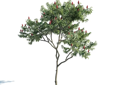 Tall Deciduous Tree With Lush Green Leaves And Red Blossoms In Natural Habitat 3d model
